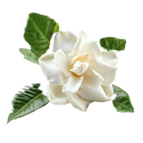 Gardenia