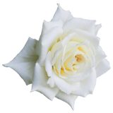 Rose blanche 