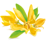 Ylang ylang