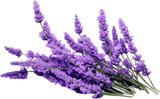 Lavande