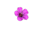 Geranium