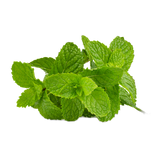 Menthe